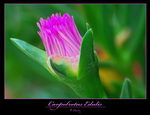 sour fig, Cape fig, Hottentots fig (Eng.); ghaukum, ghoenavy, Hottentotsvy, Kaapsevy, perdevy, rankv